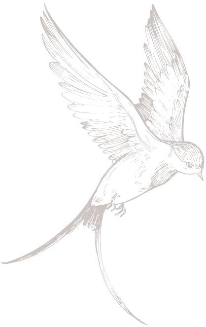 timeline-deco-bird